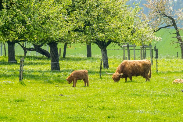 スコットランドの毛深い牛の農場 牧草地で牛の放牧 — ストック写真
