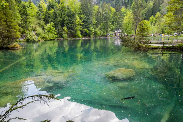 Magnífico Blausee Entre Bosque Las Montañas — Foto de Stock