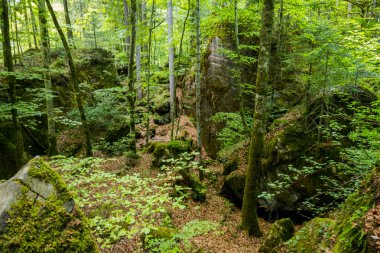 Orman ve dağlar arasındaki görkemli Blausee