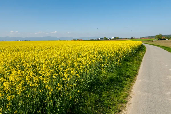 Magnifiques Vues Paysages Province Emmental Terres Agricoles — Photo