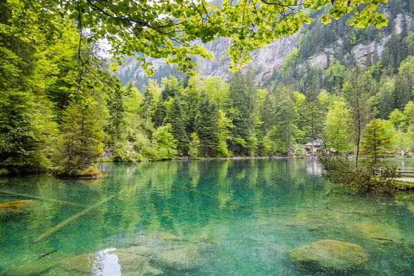 Magnificent Blausee Forest Mountains — Stock Photo, Image