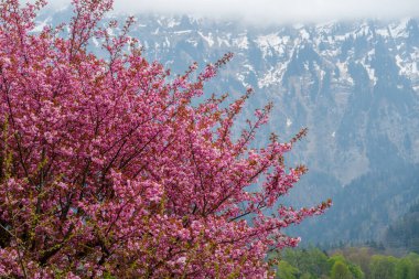 Dağlarda kiraz çiçekleri, çok güzel bir arka plan.