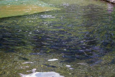 Dağlardaki alabalık çiftliği. Bir sürü alabalık, temiz su.