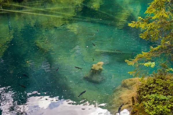 Orman Dağlar Arasındaki Görkemli Blausee — Stok fotoğraf