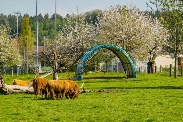 Scottish Shaggy Cows Graze Swiss Meadow — Stock Photo, Image