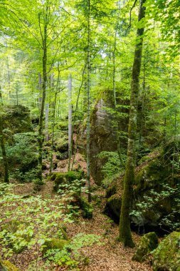 Orman ve dağlar arasındaki görkemli Blausee