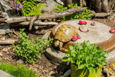 İsviçre çiftliği, eski bir ev. İsviçre çiftlik evi