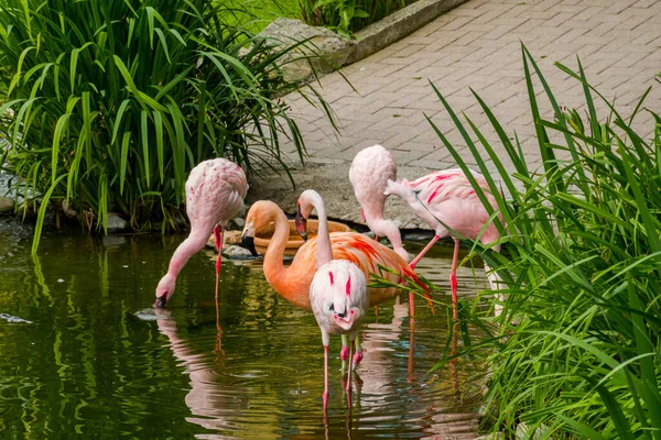 Rózsaszín Flamingók Parkban Természet Háttér Szépség — Stock Fotó