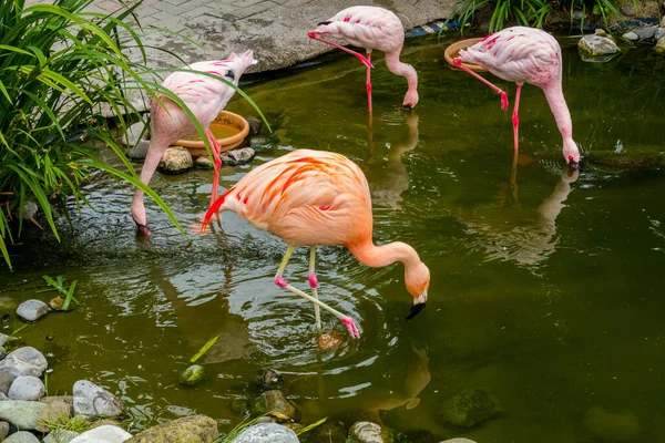 Pink Flamingos Park Nature Background Beauty — стоковое фото