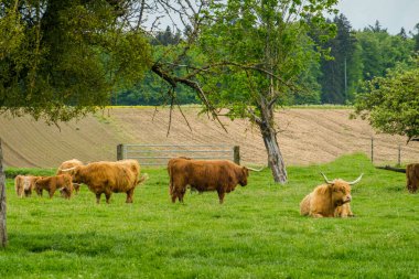 İskoç kıllı inek çiftliği. İnekler çayırda otluyor.
