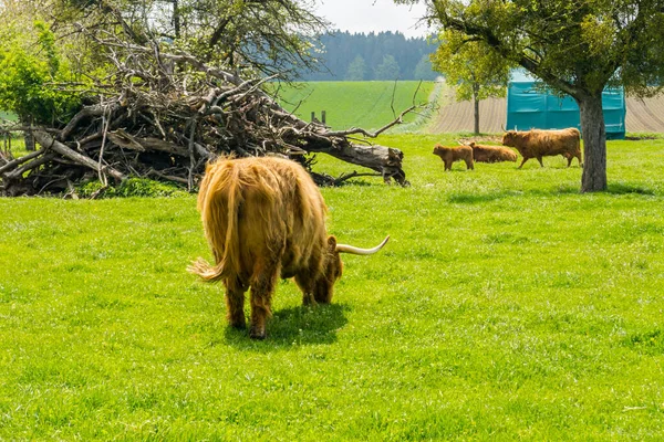 Σκωτσέζικη Φάρμα Αγελάδες Αγελάδες Βόσκουν Στο Λιβάδι — Φωτογραφία Αρχείου