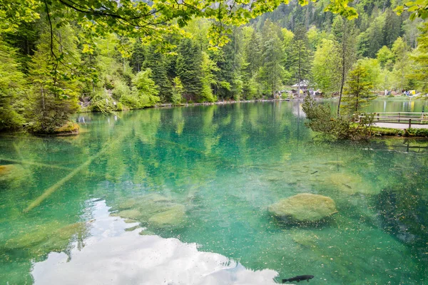 Magnifik Blausee Bland Skog Och Berg — Stockfoto