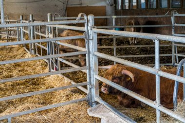 İskoç kıllı inek çiftliği. İnekler çayırda otluyor.
