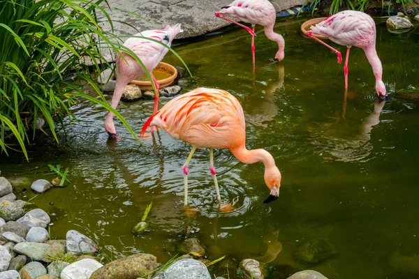 Pink Flamingos Park Nature Background Beauty — ストック写真