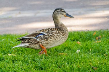 Çimenlerdeki ördek doğal arka planda yürüyor