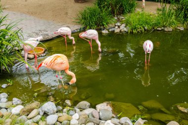 Parkta pembe flamingolar Doğa arka planı, güzellik
