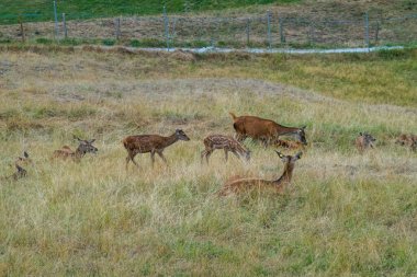 Deer graze near the beautiful castle in Gruyeres