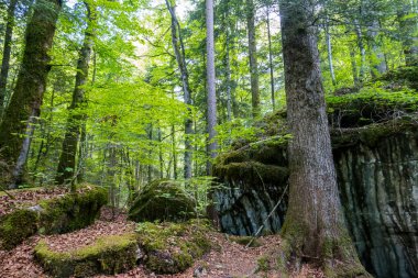 Orman ve dağlar arasındaki görkemli Blausee