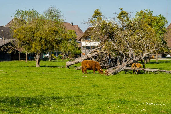 Scottish Shaggy Cows Graze Swiss Meadow — Stockfoto