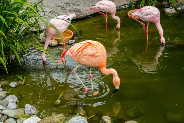 Pink Flamingos Park Nature Background Beauty — 图库照片