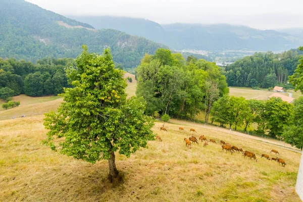 Deer Graze Beautiful Castle Gruyeres — Fotografia de Stock