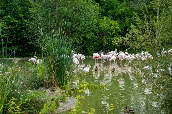 Beautiful Nature Animals Bern Zoo — 图库照片