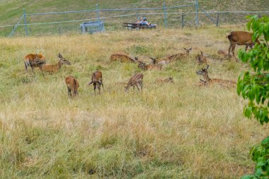 Deer graze near the beautiful castle in Gruyeres