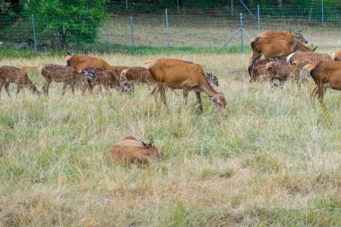 Deer graze near the beautiful castle in Gruyeres