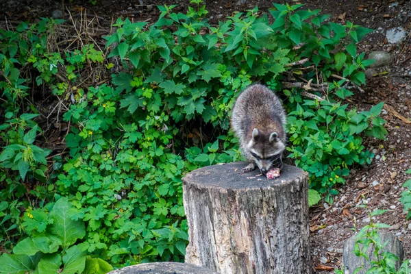 Beautiful Nature Animals Bern Zoo — Stock Photo, Image