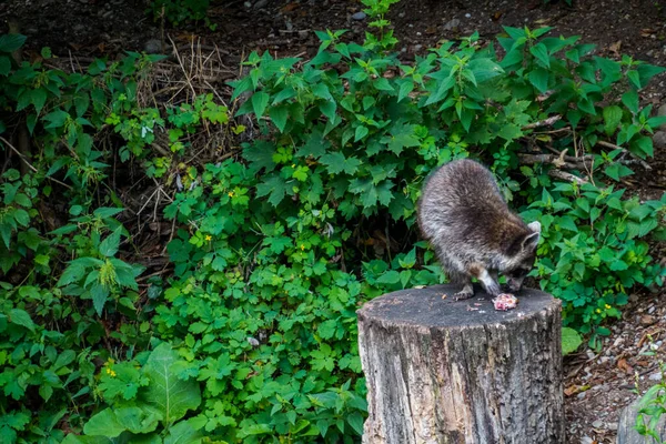 Beautiful Nature Animals Bern Zoo — Stockfoto