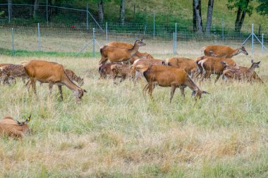 Deer graze near the beautiful castle in Gruyeres