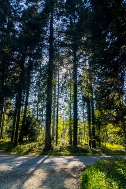 İsviçre 'nin muhteşem ormanları. Doğa arka planı, güzel manzara.
