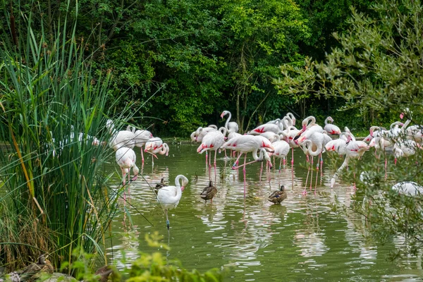 Beautiful Nature Animals Bern Zoo — 图库照片