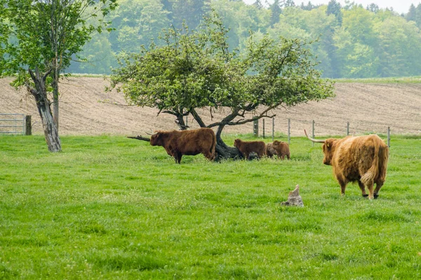 Granja Escocesa Vacas Peludas Las Vacas Pastan Prado — Foto de Stock