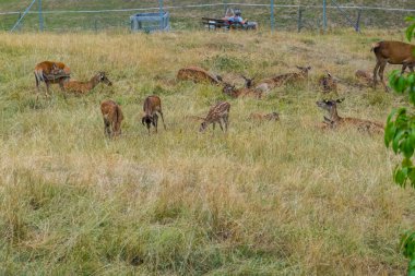 Deer graze near the beautiful castle in Gruyeres