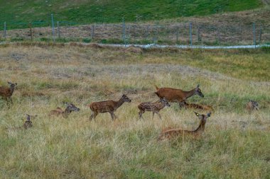 Deer graze near the beautiful castle in Gruyeres
