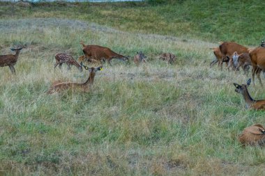 Deer graze near the beautiful castle in Gruyeres