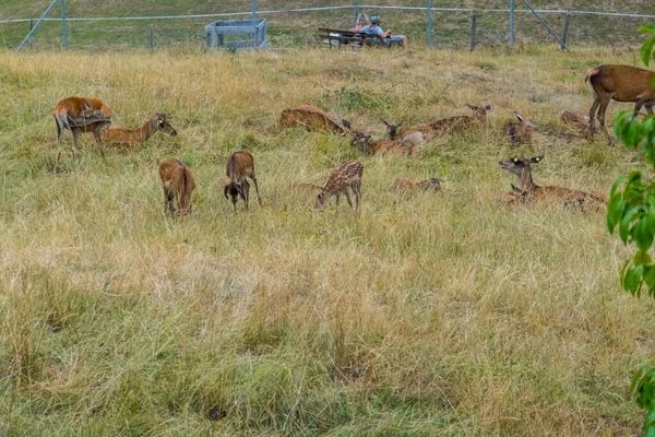 Deer graze near the beautiful castle in Gruyeres