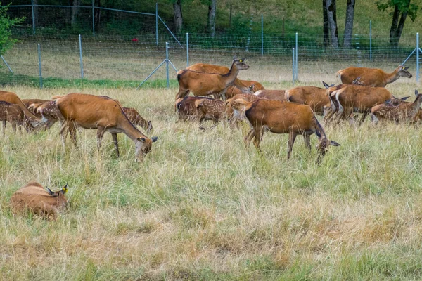 Deer graze near the beautiful castle in Gruyeres