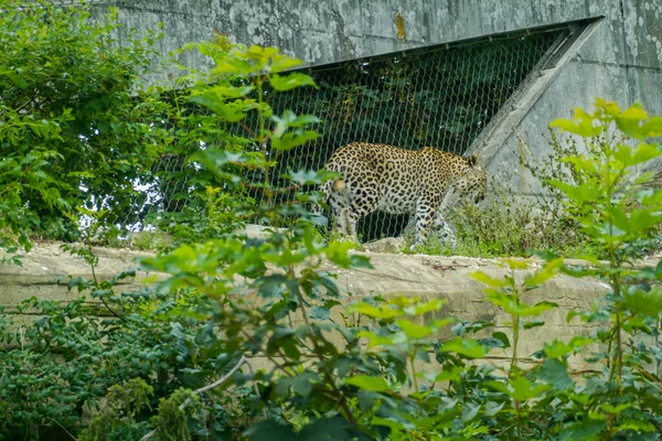 Beautiful Nature Animals Bern Zoo — Stockfoto