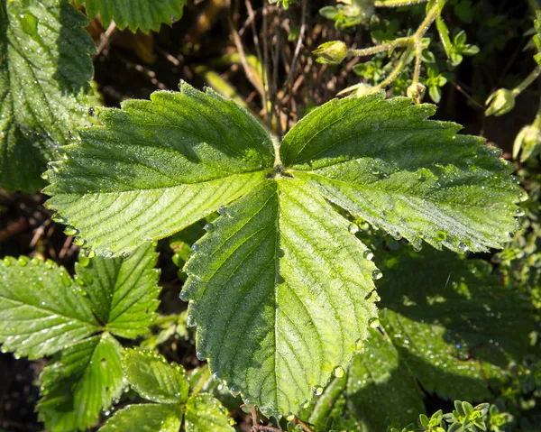Green strawberry leaf — Stock Photo, Image