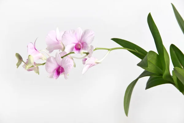 Schöne Orchidee — Stockfoto