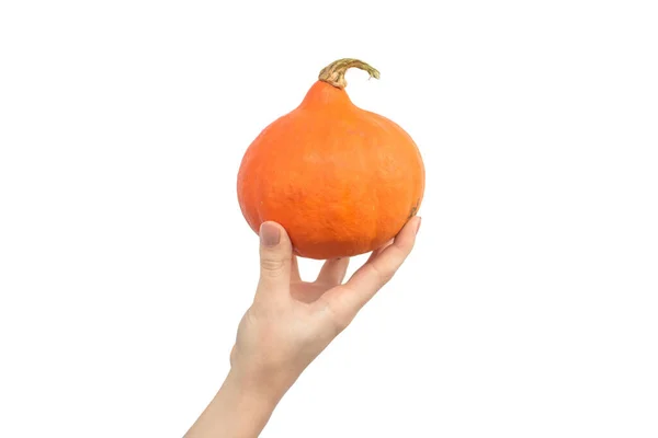 Mano Con Calabaza Naranja Hokkaido Aislada Sobre Fondo Blanco —  Fotos de Stock