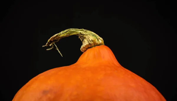 Närbild Till Hokkaido Pumpkin Eller Red Kuri Svart Bakgrund Foto — Stockfoto