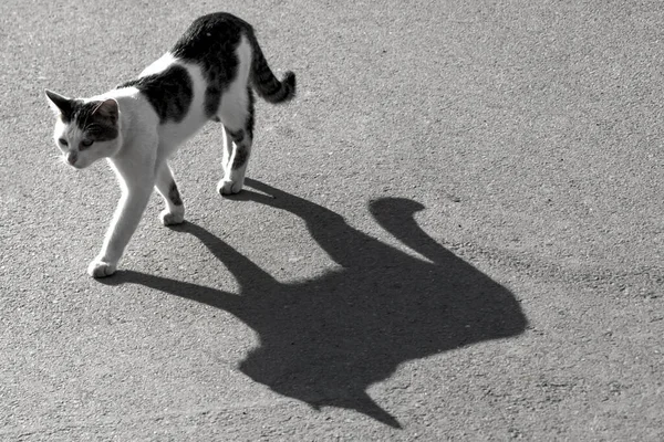 孤独流浪的猫 在柏油路上有巨大的影子 黑白照片 — 图库照片