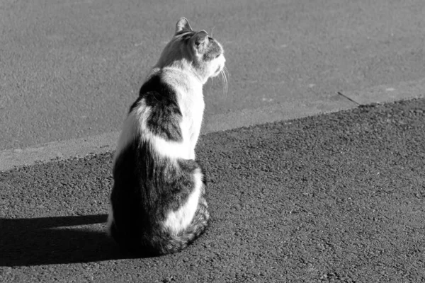 Gato Sentado Estrada Foto Stock Preto Branco — Fotografia de Stock