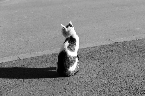 Foto Gatto Solitario Strada Asfaltata Grande Ombra Soffice Animale Che — Foto Stock