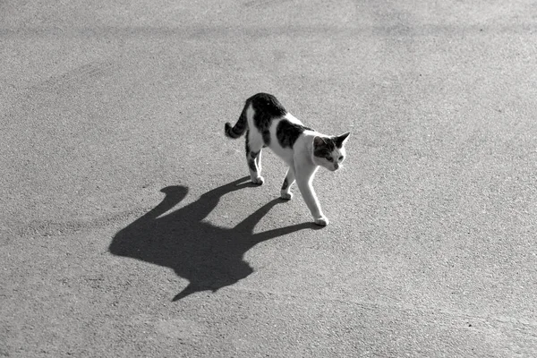 Kočka Velkým Stínem Asfaltové Cestě Černobílá Fotografie — Stock fotografie