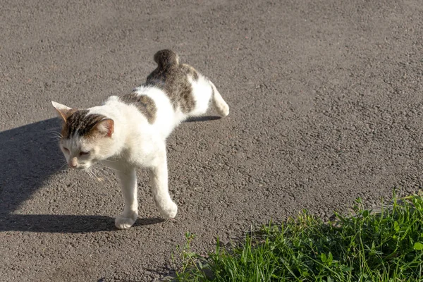 Streunende Katze Auf Der Straße Obdachlose Tiere Auf Der Straße — Stockfoto