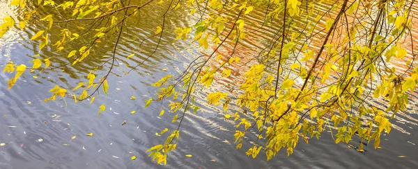Знамя Осеннего Озера Деревьями Падающими Жёлтыми Листьями Красивый Осенний Сезон — стоковое фото